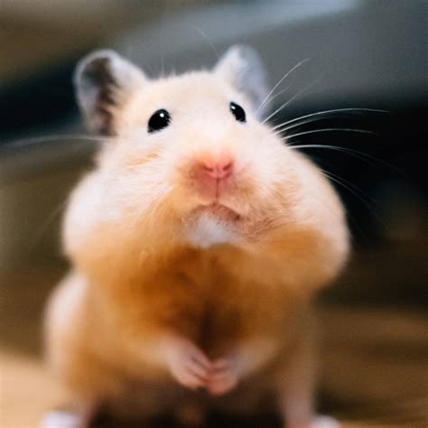 hamster gif|funny hamster pictures meme.